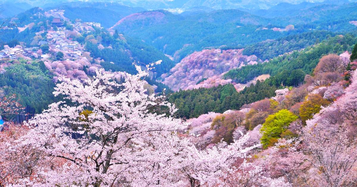 Cherry Blossoms 